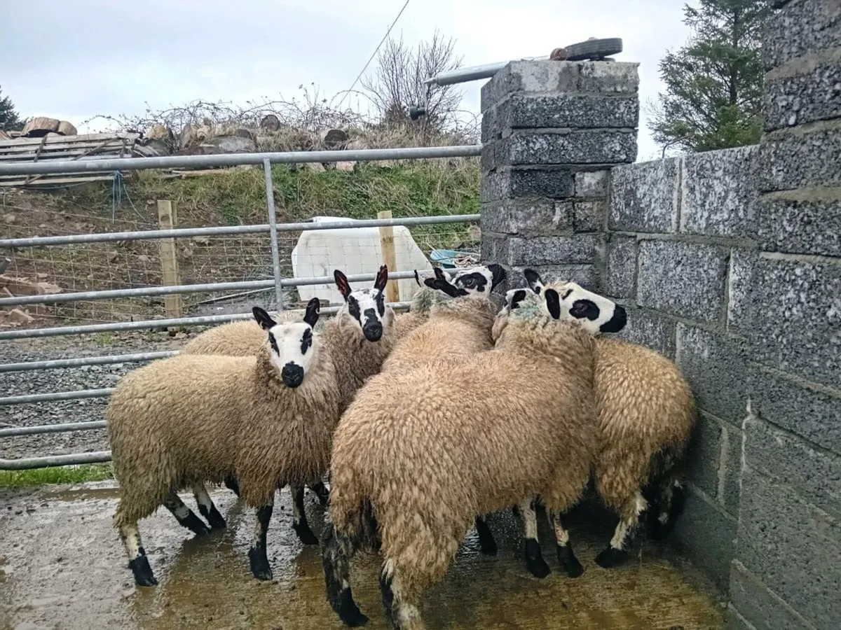 Kerryhill ewe lambs - Image 4