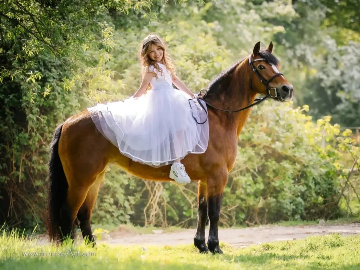 Flashy allrounder - Image 1