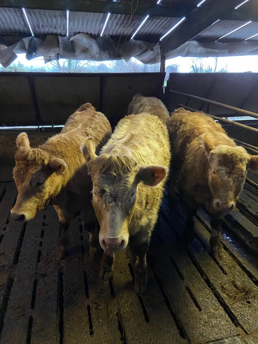 4 Charlaois Heifers - Image 2
