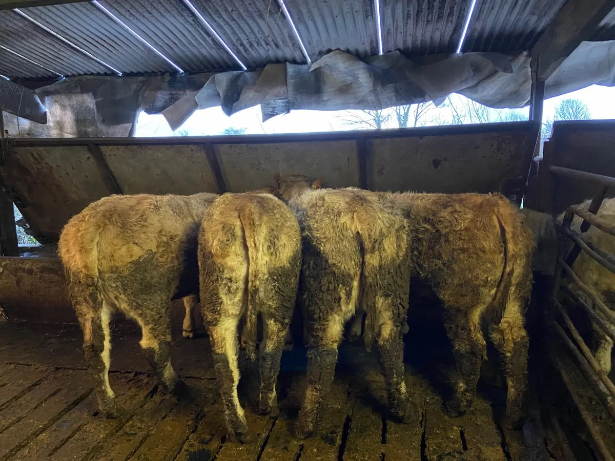 4 Charlaois Heifers - Image 3