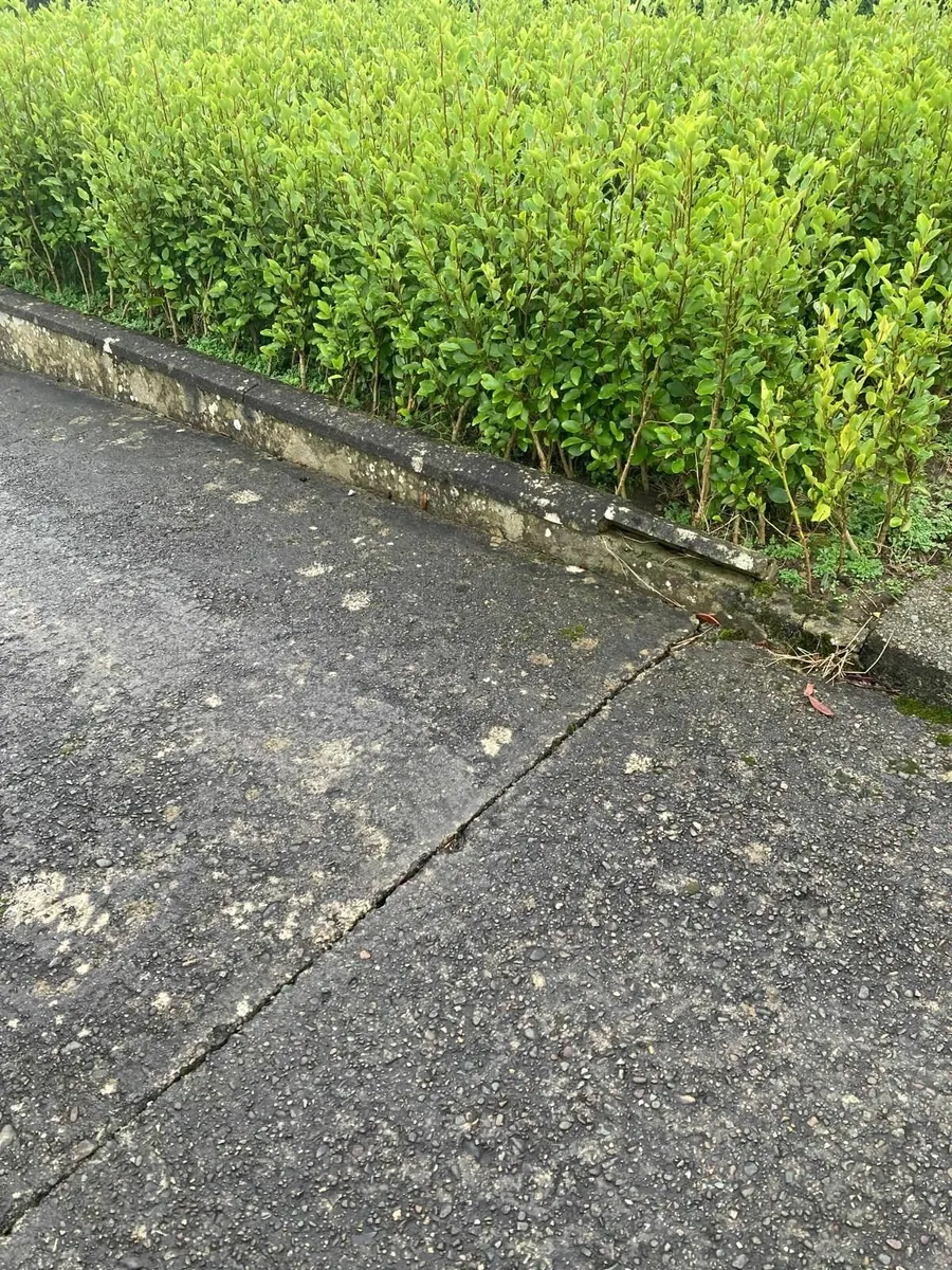 Griselinia for Sale - 1euro Each - North Kerry - Image 1