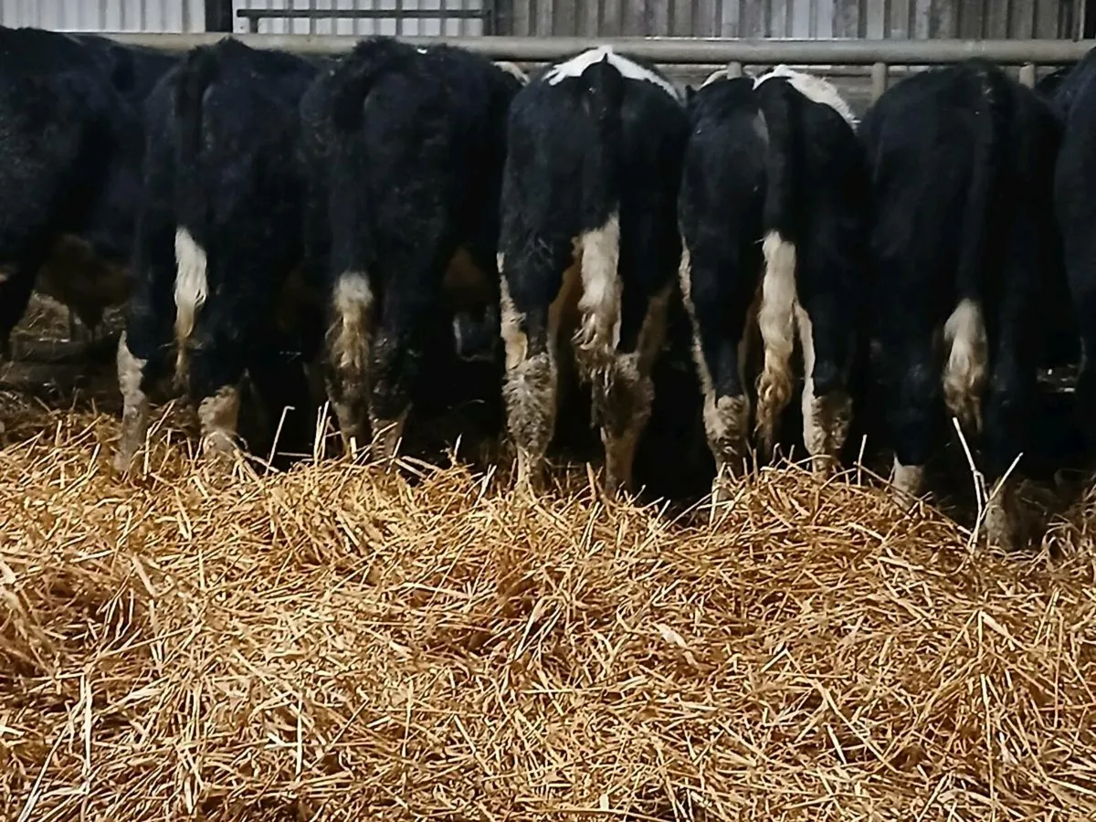 8 Hereford Bull Weanlings - Image 4