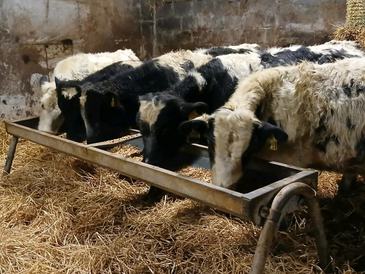 5 Belgian Blue Bullock Weanlings - Image 3