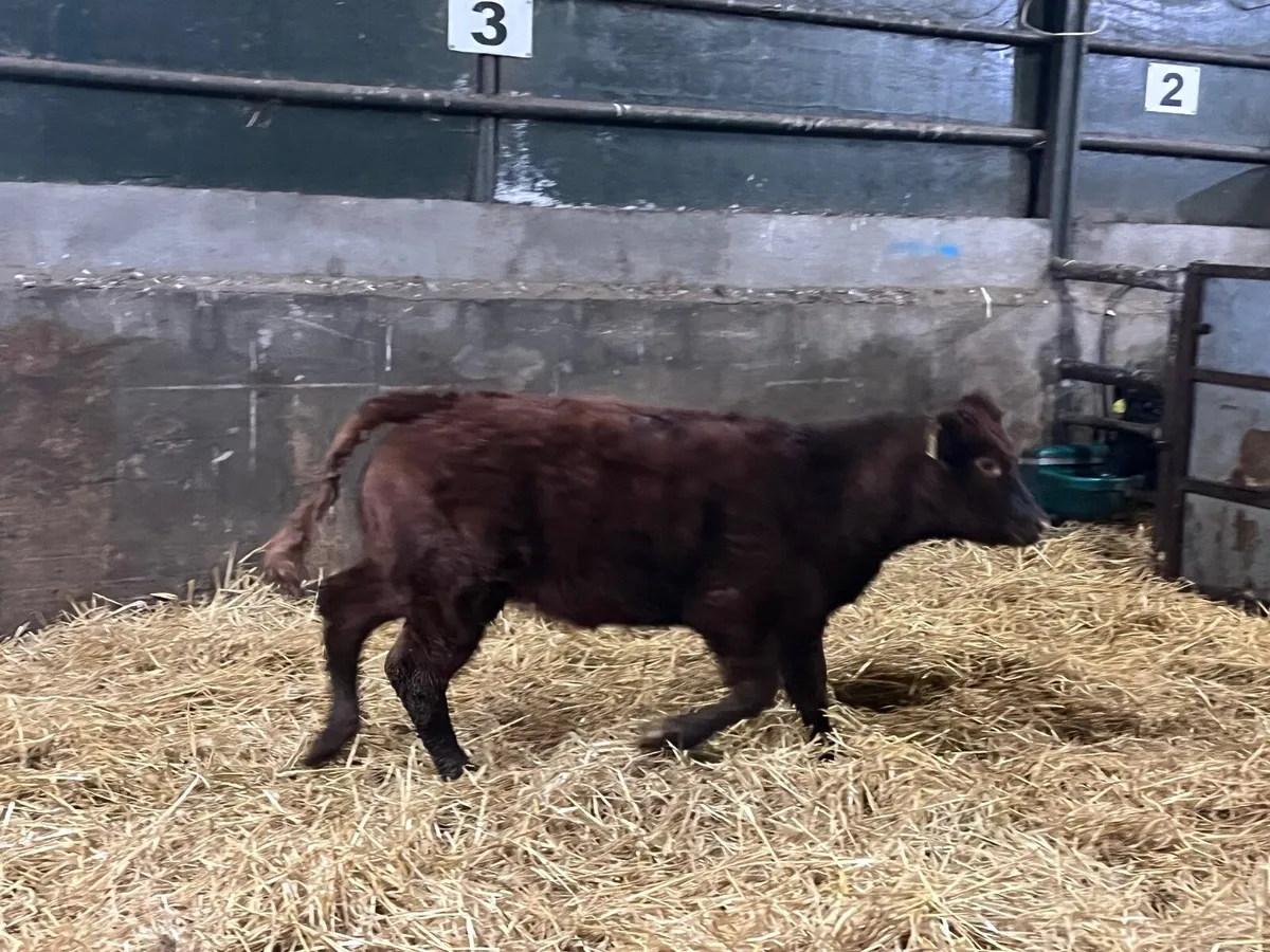Super Lm x Sh cow with show quality lim heifer - Image 2