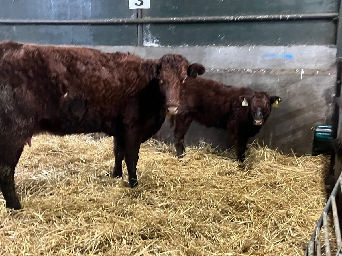 Super Lm x Sh cow with show quality lim heifer - Image 3