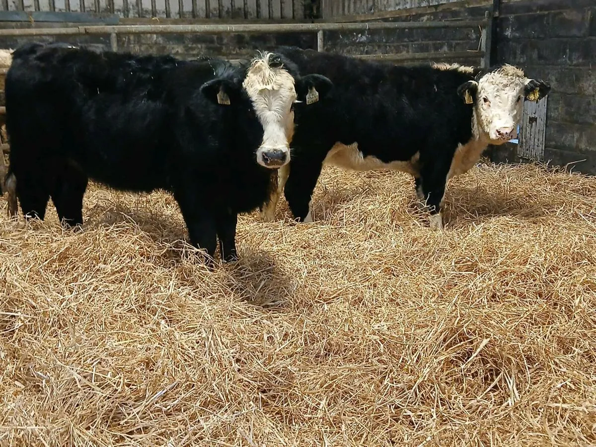 4 Suckler Bred Heifer Weanlings - Image 2