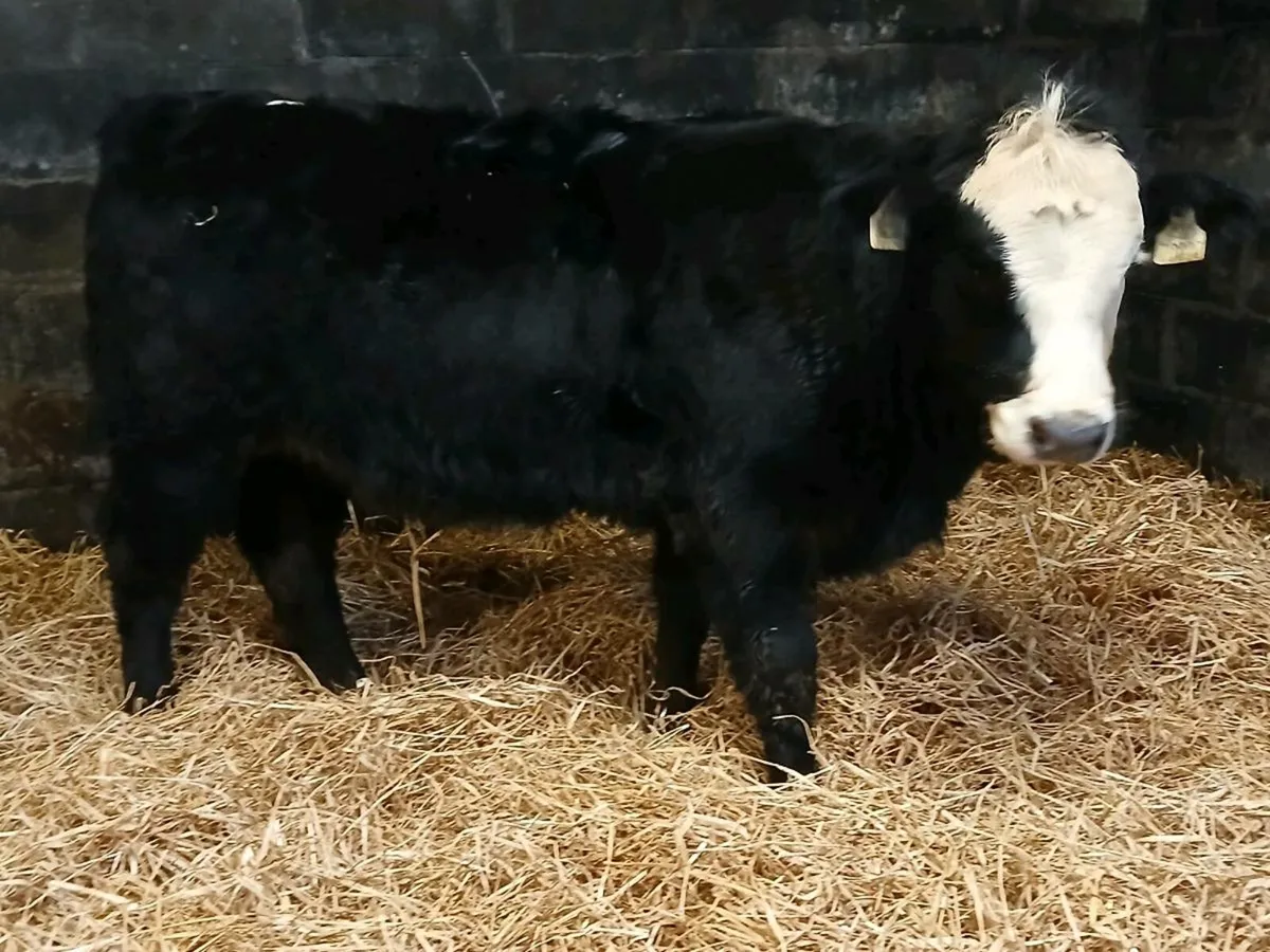 4 Suckler Bred Heifer Weanlings - Image 3