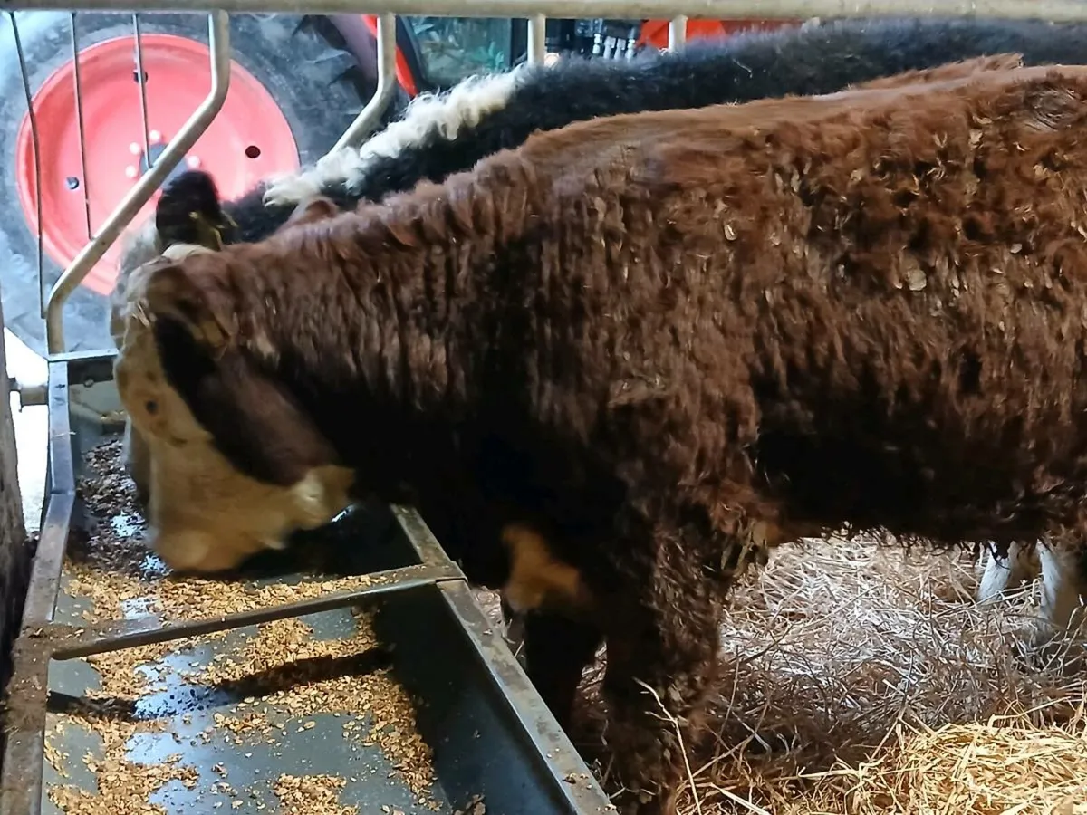 4 Suckler Bred Heifer Weanlings - Image 4