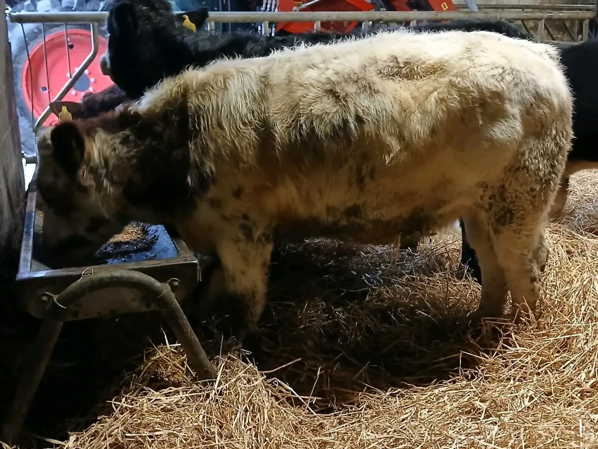 4 Suckler Bred Heifer Weanlings - Image 1