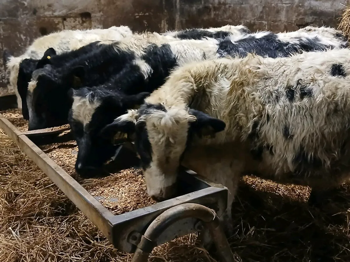 5 Belgian Blue Bullock Weanlings - Image 1