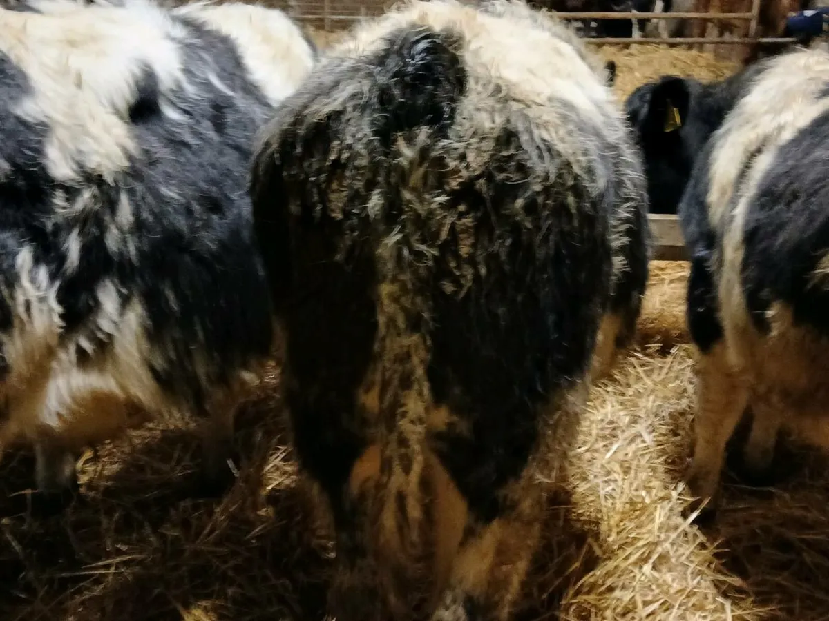 5 Belgian Blue Bullock Weanlings - Image 2