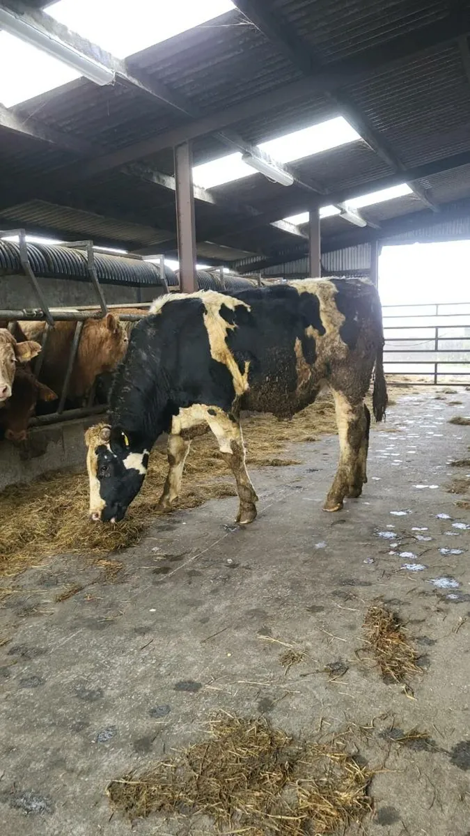 Vasectomise bull - Image 1