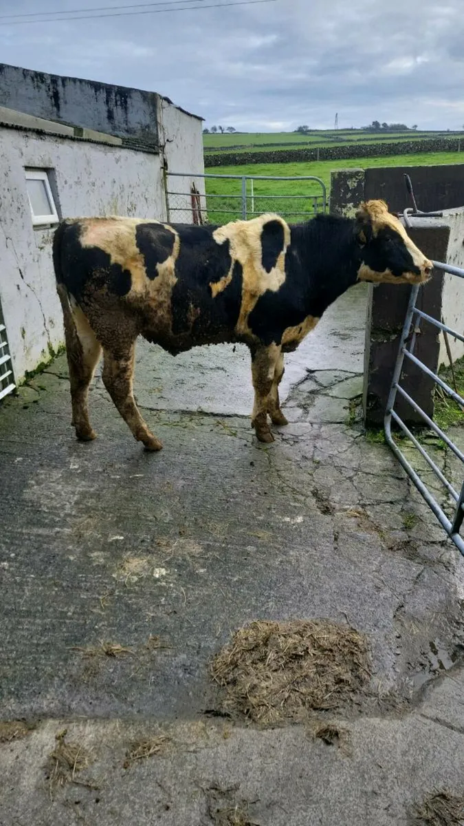 Vasectomise bull - Image 2