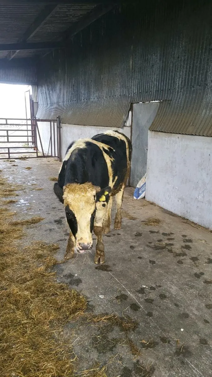 Vasectomise bull - Image 4