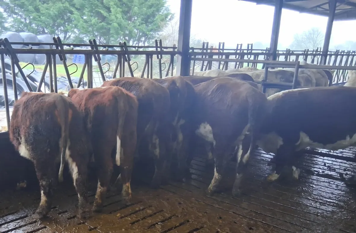 PBR Hereford Maiden and in calf heifers - Image 2