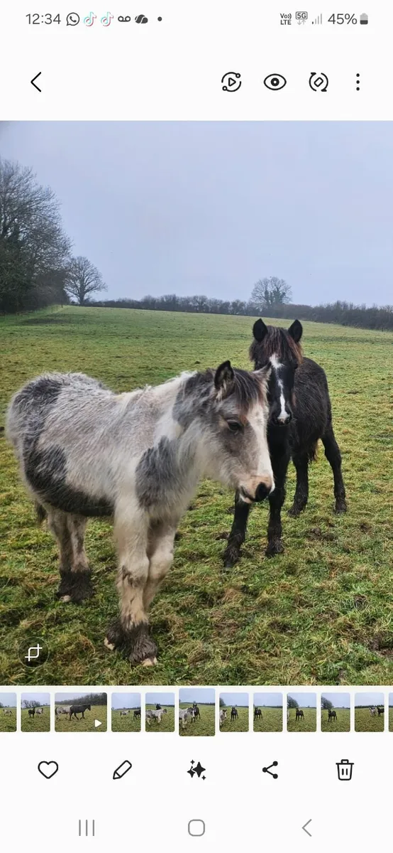 Colt foals - Image 4