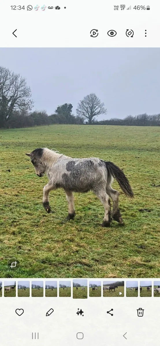 Colt foals - Image 1