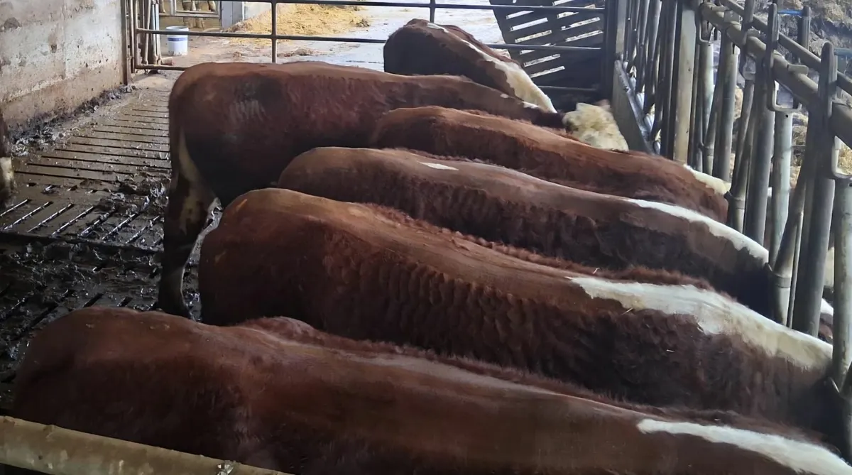 PBR Hereford Maiden and in calf heifers - Image 1