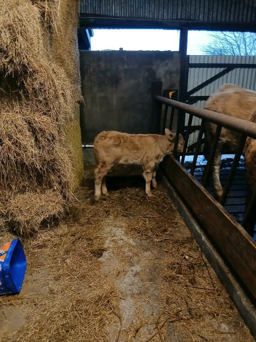 Calved Heifer and limousine calf - Image 4