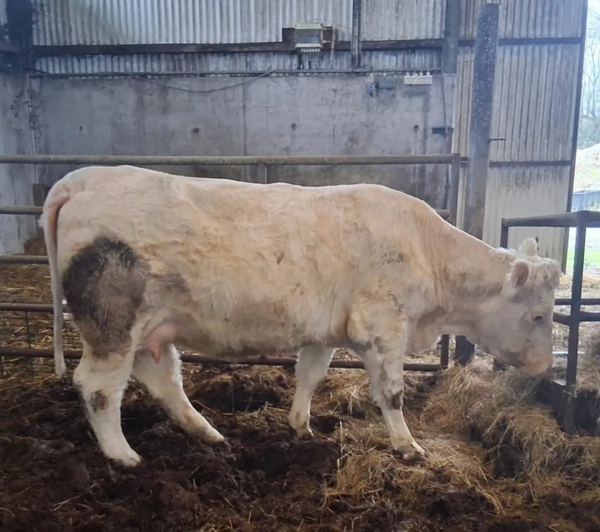 PBR Charolais In Calf Heifer - Image 2
