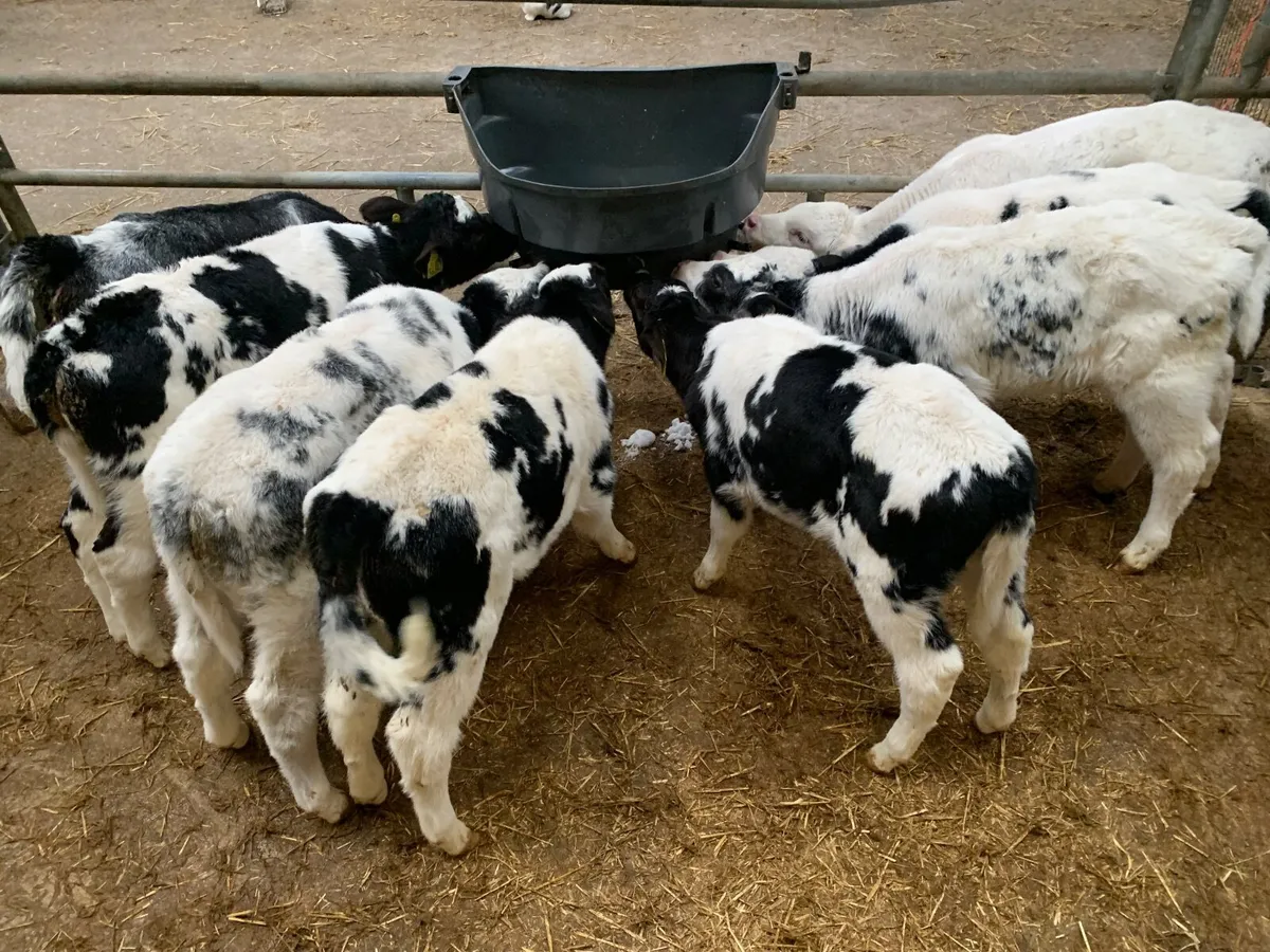 CALVES FROM A TB  RESTRICTED HERD.