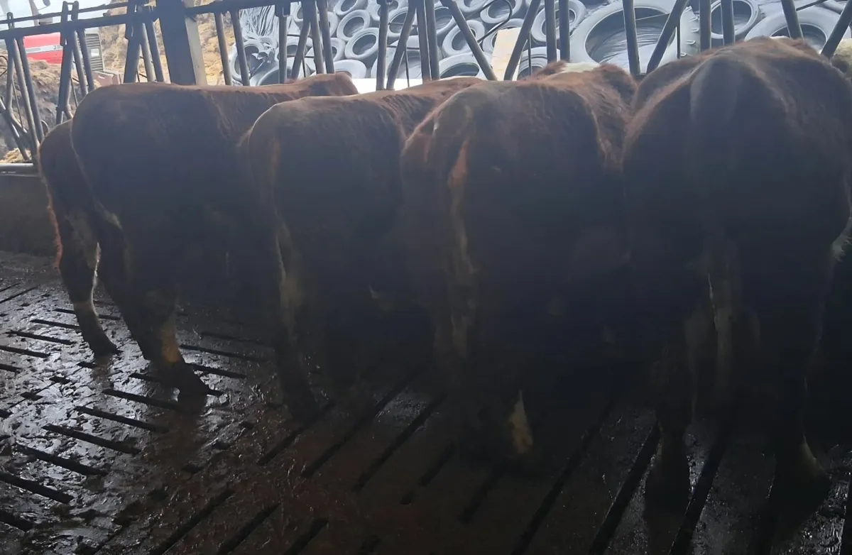 PBR Hereford Maiden and in calf heifers - Image 3
