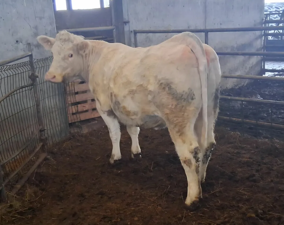 PBR Charolais In Calf Heifer - Image 1