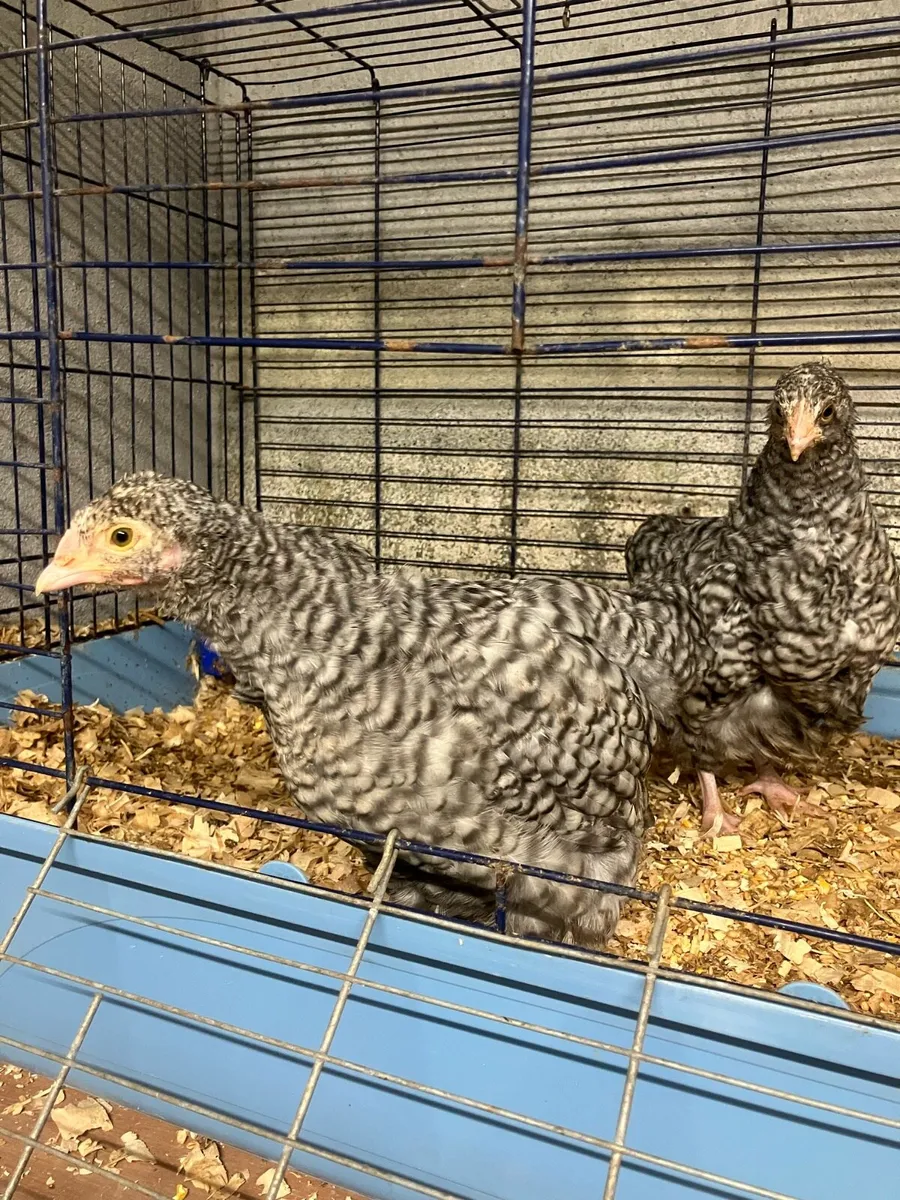 Rare Orpington’s - Image 3