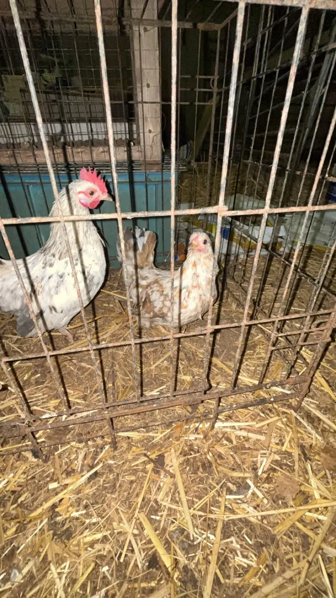 Bantam Pair - Image 1