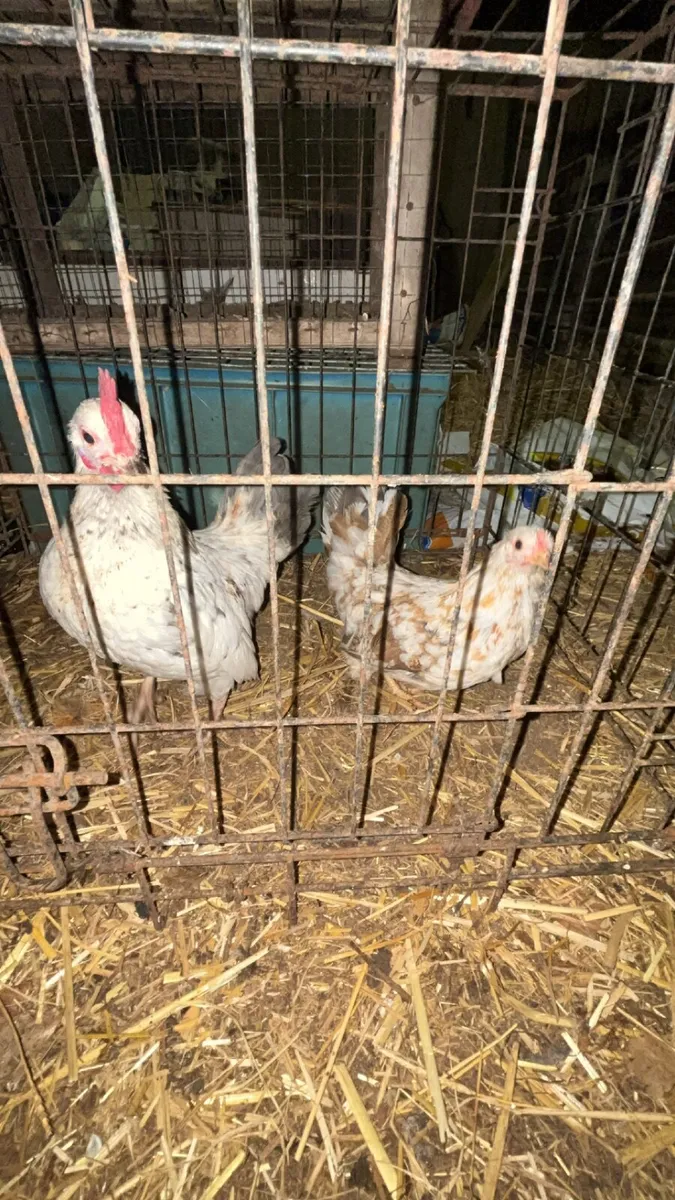 Bantam Pair - Image 2