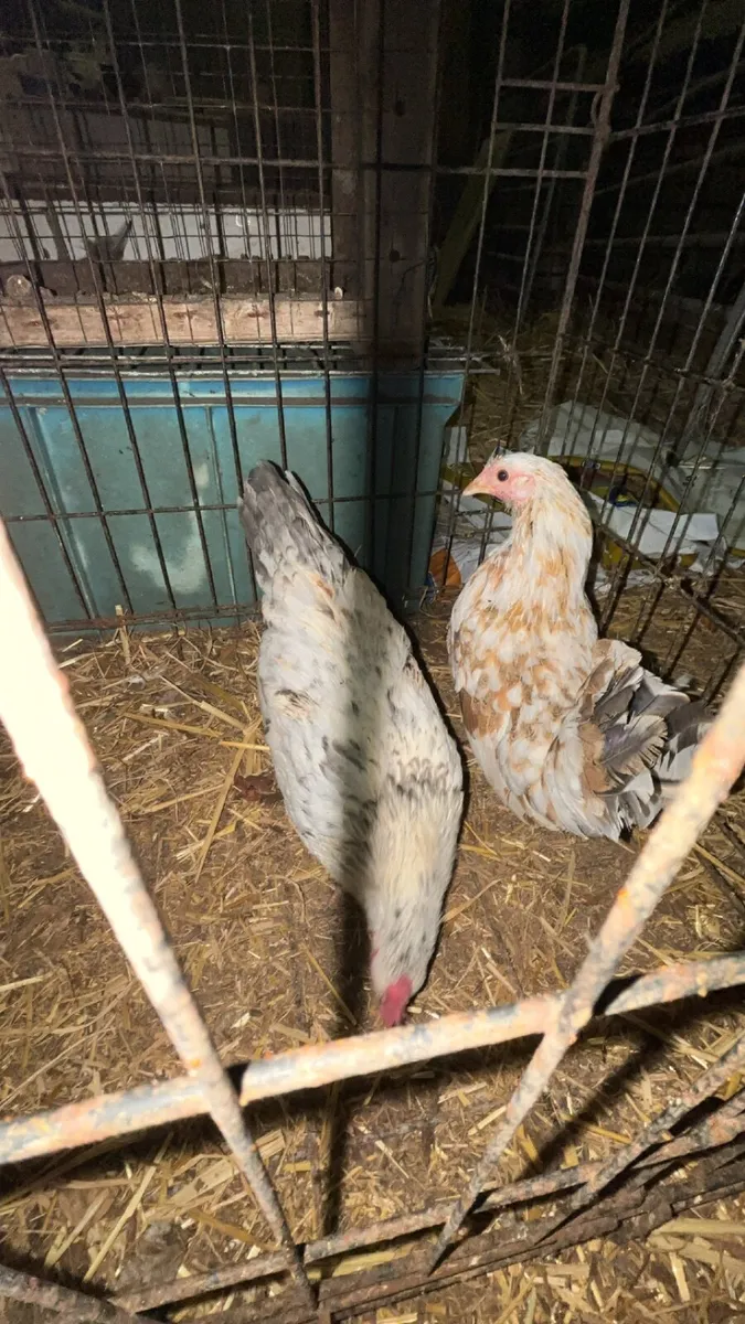 Bantam Pair - Image 3