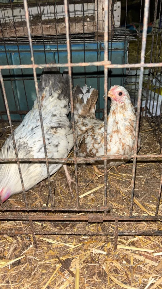 Bantam Pair - Image 4