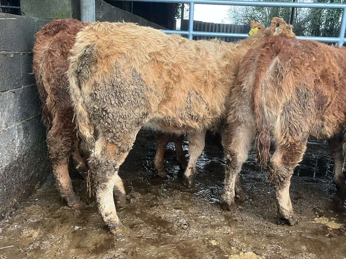 10 Heifer Weanlings - Image 2