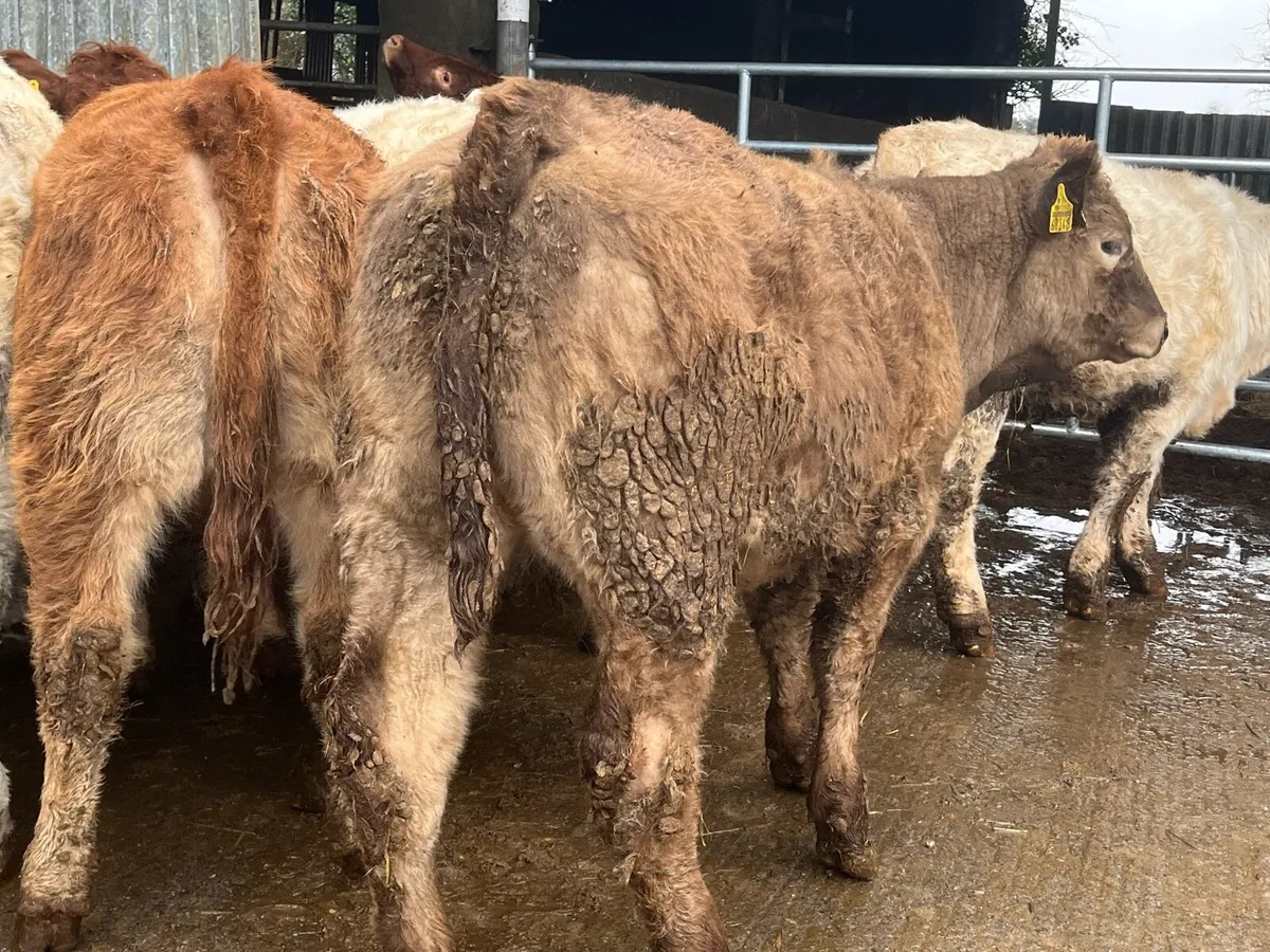 10 Heifer Weanlings - Image 3