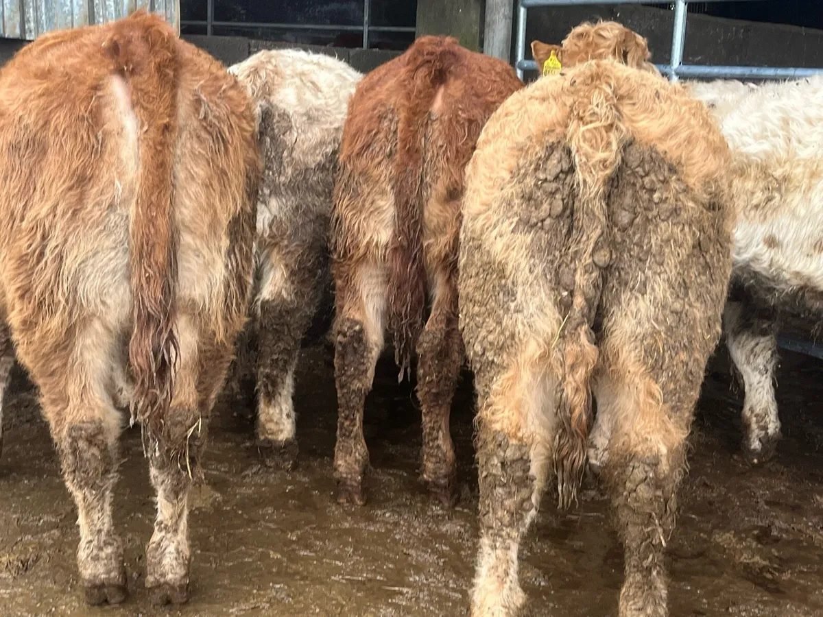 10 Heifer Weanlings - Image 4