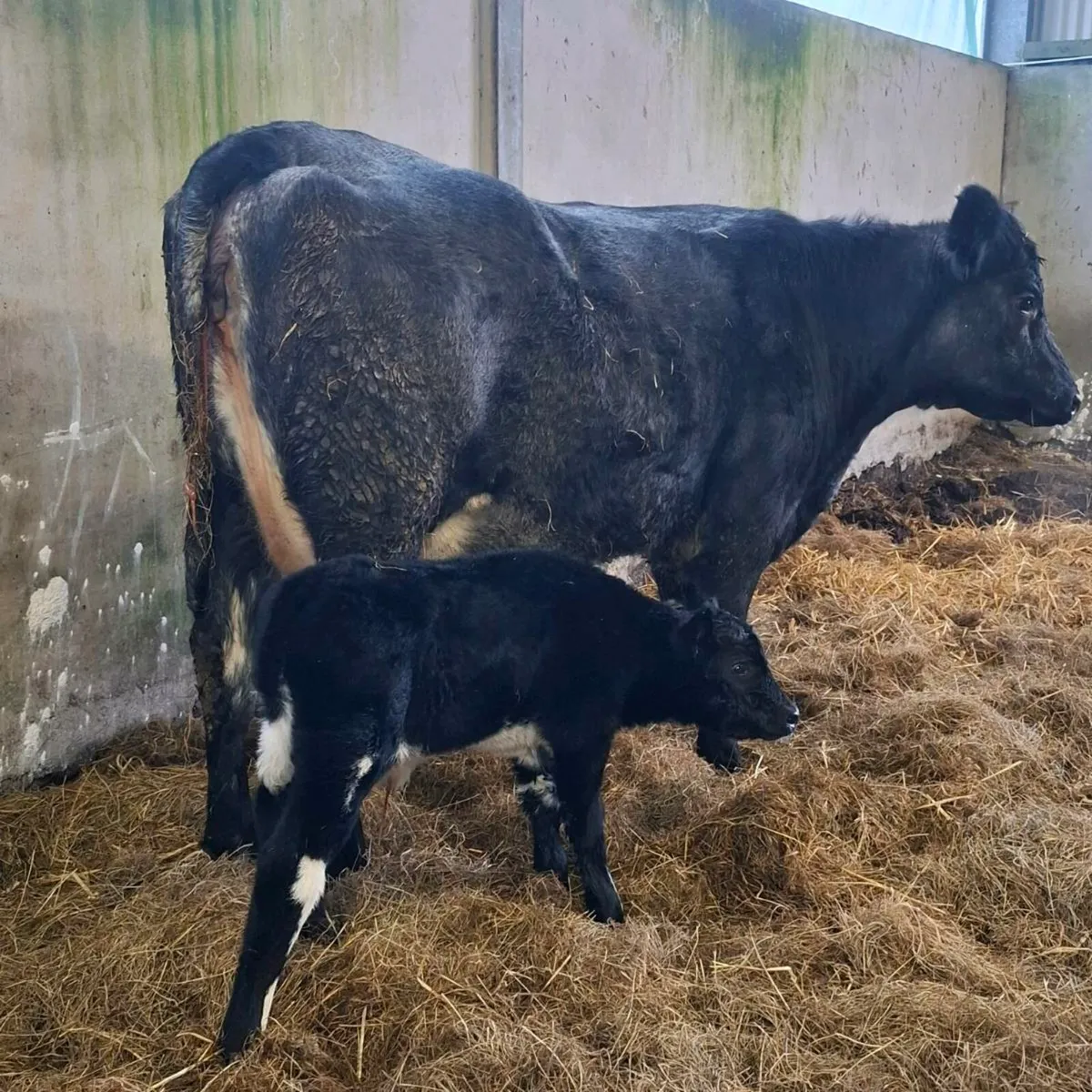 Limousin heifer with calf at foot - Image 2