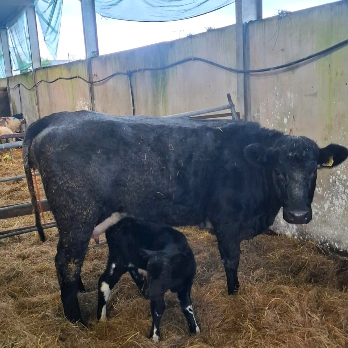 Limousin heifer with calf at foot - Image 3