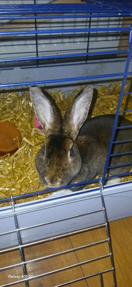 Rabbit - Image 1