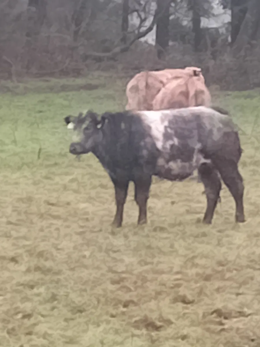 Cattle - Image 1