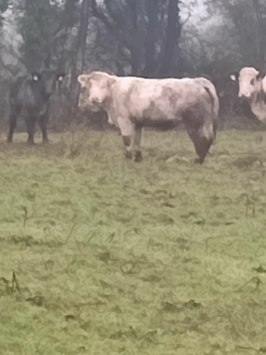 Cattle - Image 2