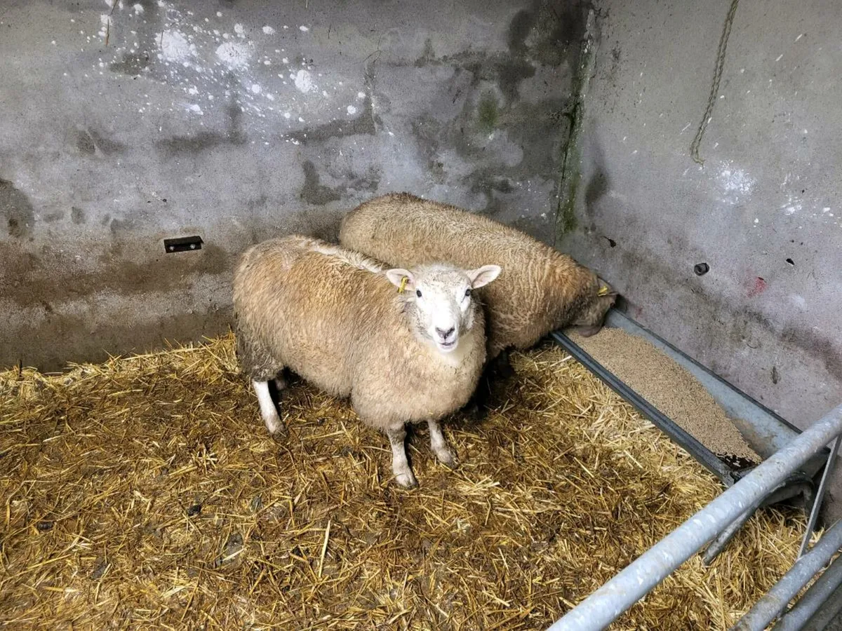 Ewe lambs - Image 3