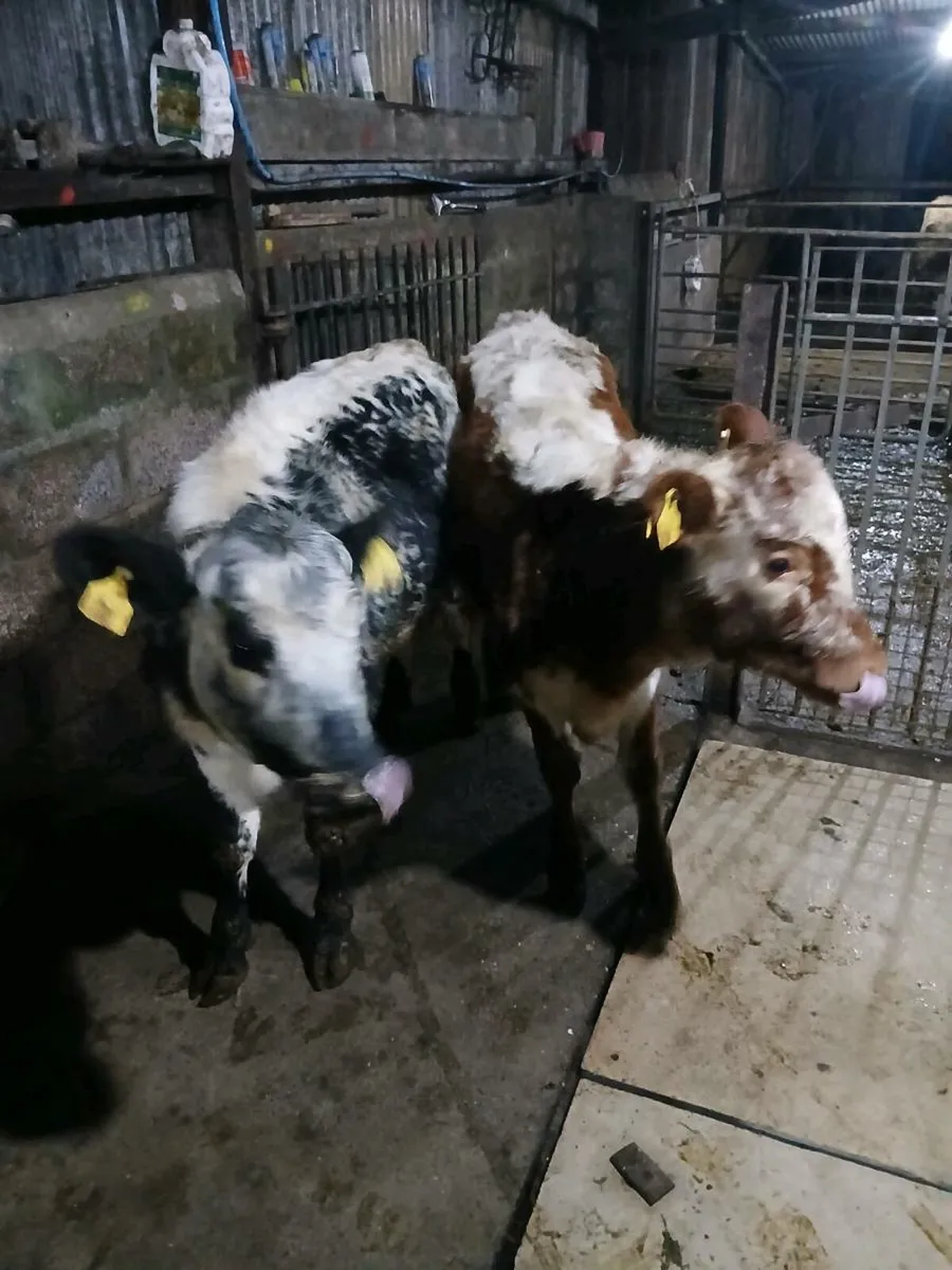 🛑🛑🛑 last minute Xmas presents🛑🛑🛑 - Image 1