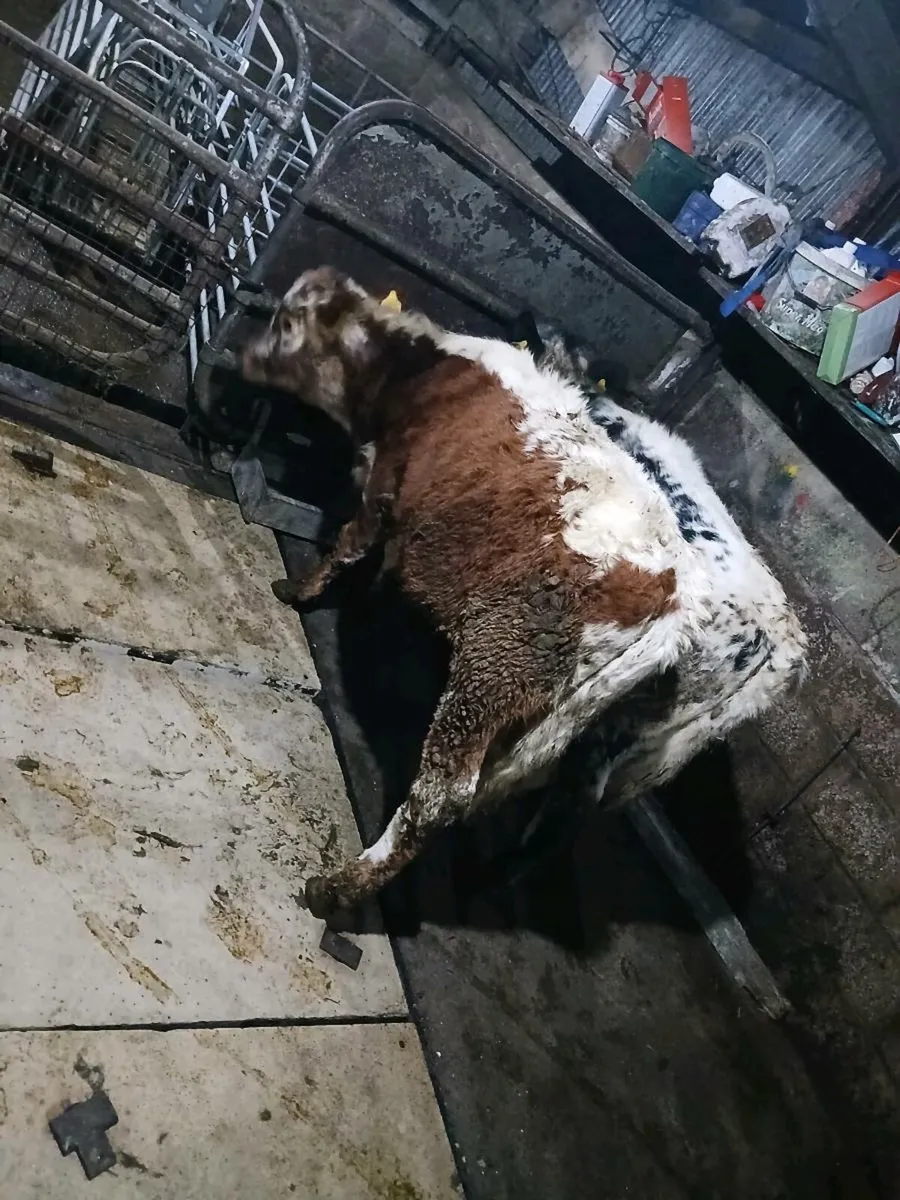 🛑🛑🛑 last minute Xmas presents🛑🛑🛑 - Image 2