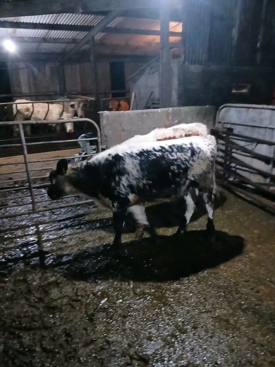 🛑🛑🛑 last minute Xmas presents🛑🛑🛑 - Image 4