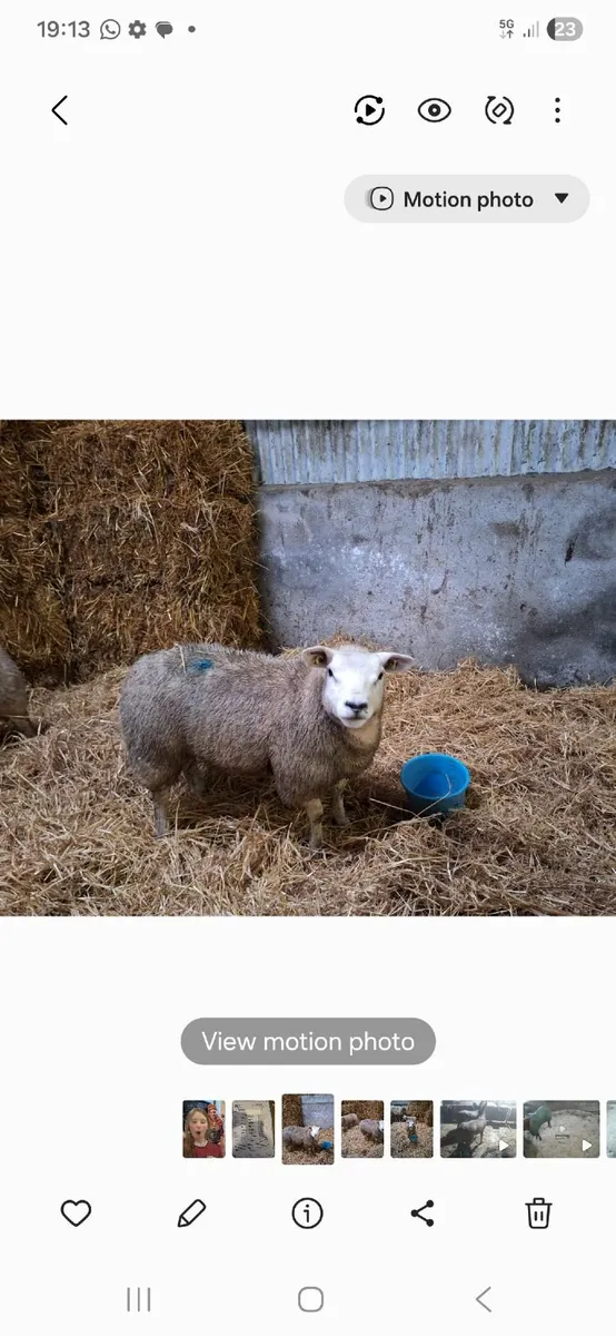 Texel PBNR ewe lamds - Image 1