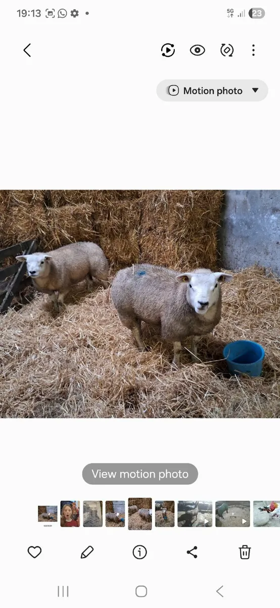 Texel PBNR ewe lamds - Image 2