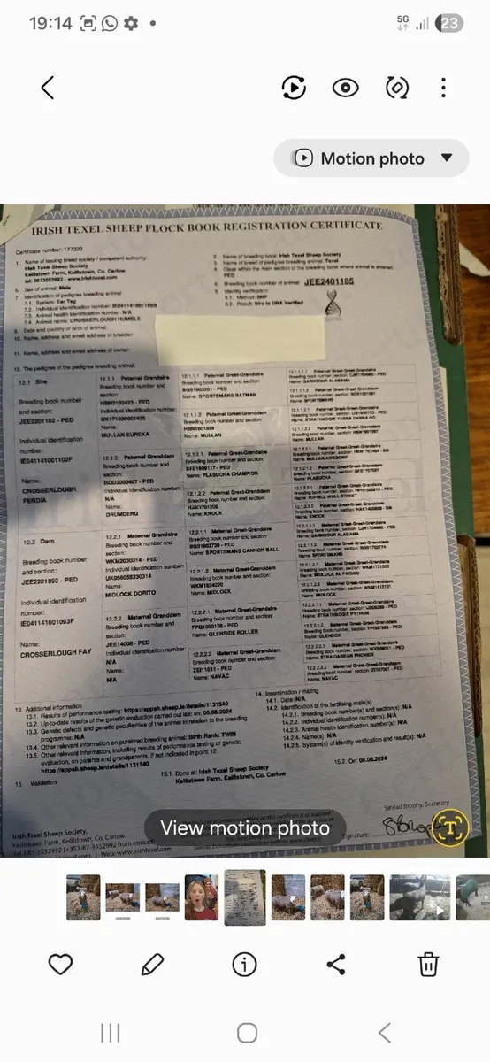 Texel PBNR ewe lamds - Image 3