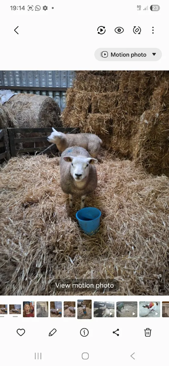 Texel PBNR ewe lamds - Image 4