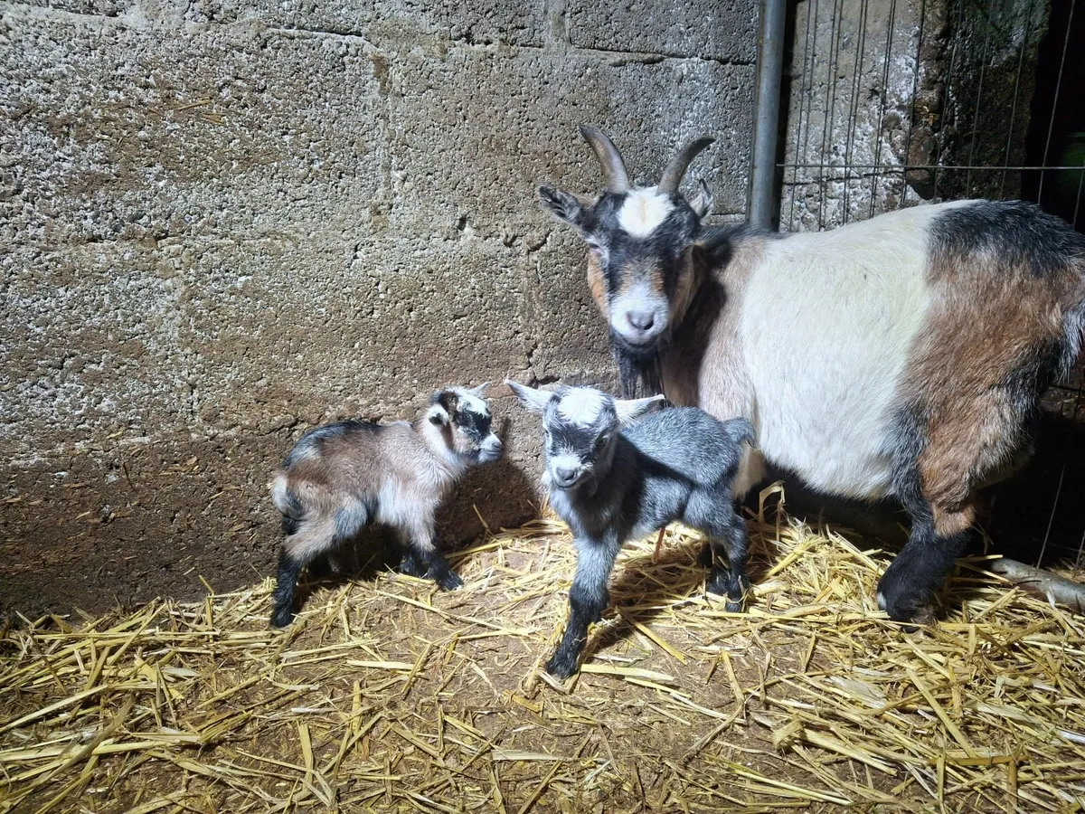 Pygmy  goat - Image 1