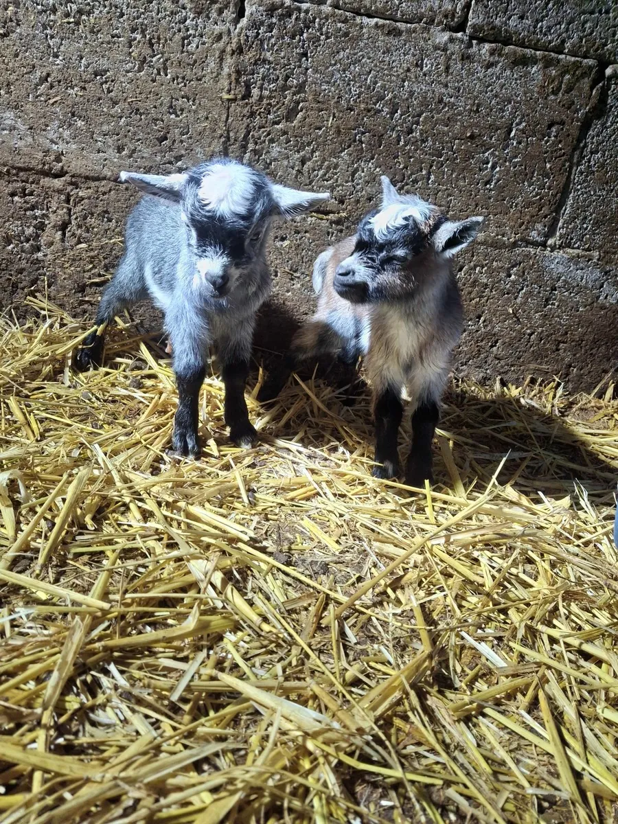 Pygmy  goat - Image 2